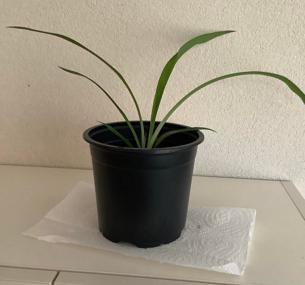 Stekje van de graslelie., Ophalen of Verzenden, Minder dan 100 cm