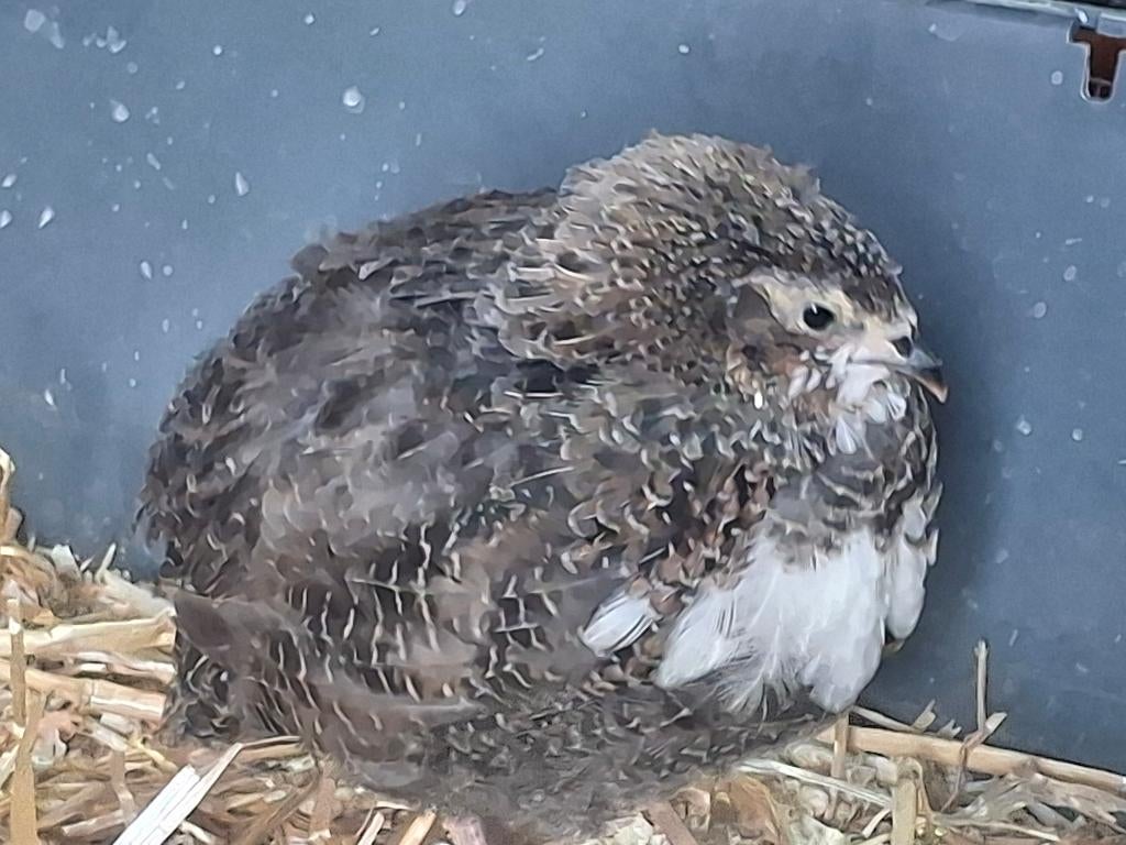 Japanse "Jumbo" kwartel kuikens, Geslacht onbekend, Overige soorten