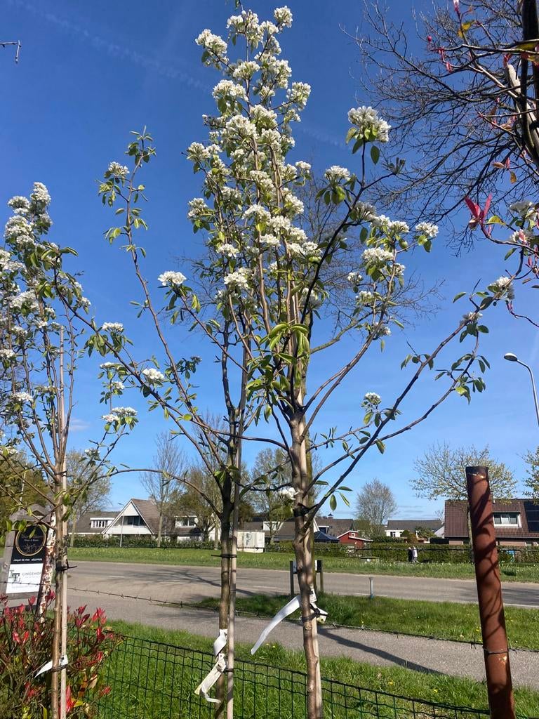 Hoogstam Bio peren en kersen bomen in pot €69,00 pst