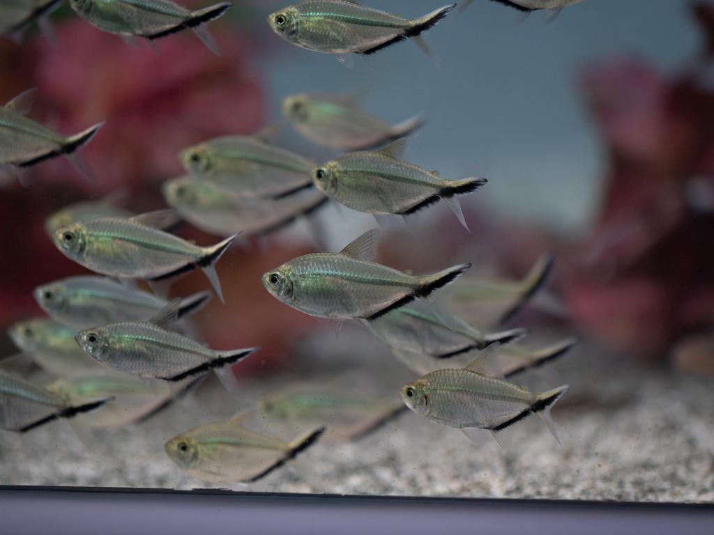 Moenkhausia costae de best scholende tetra, Ophalen, Nieuw, Plant(en), Steen of Hout