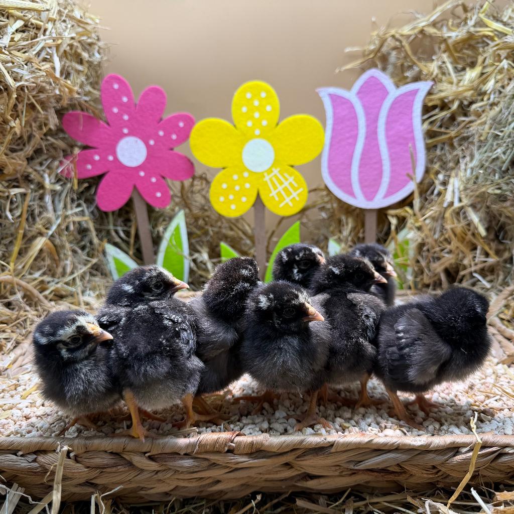 Jonge tamme Amrock kriel kuikens gesekst en ingeënt, Dieren en Toebehoren, Pluimvee, Vrouwelijk, Kip