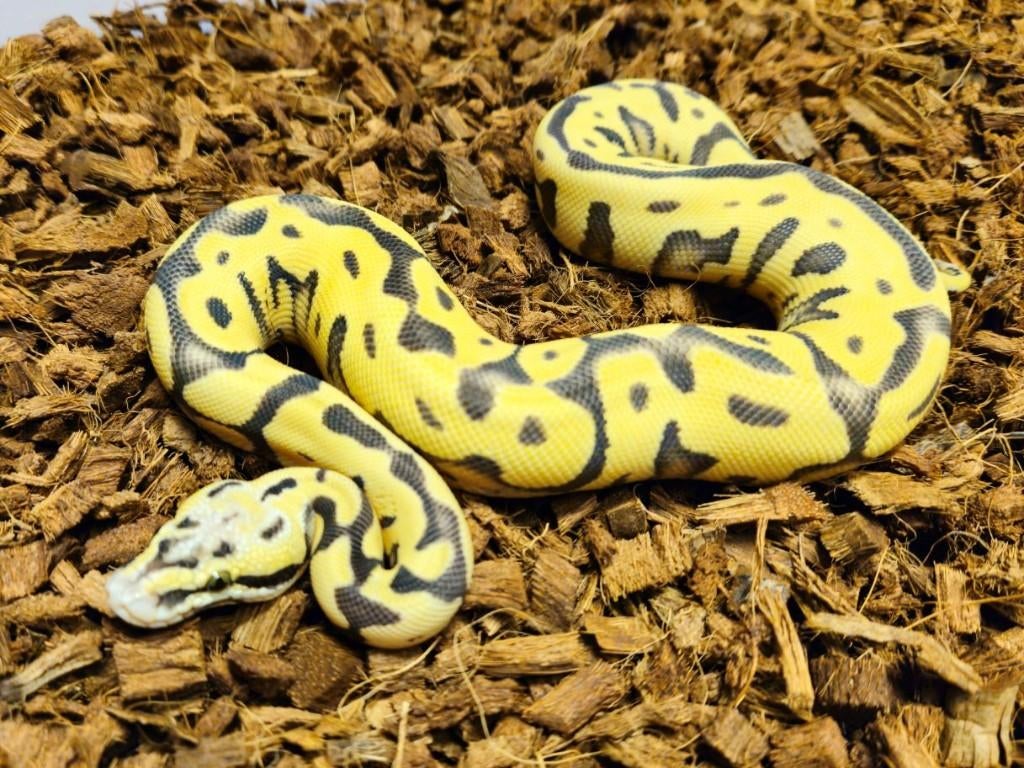 !!! Vele mooie koningspyhons voor HOUTEN of afhalen !!! Ball Python - unknown for sale from Michiel