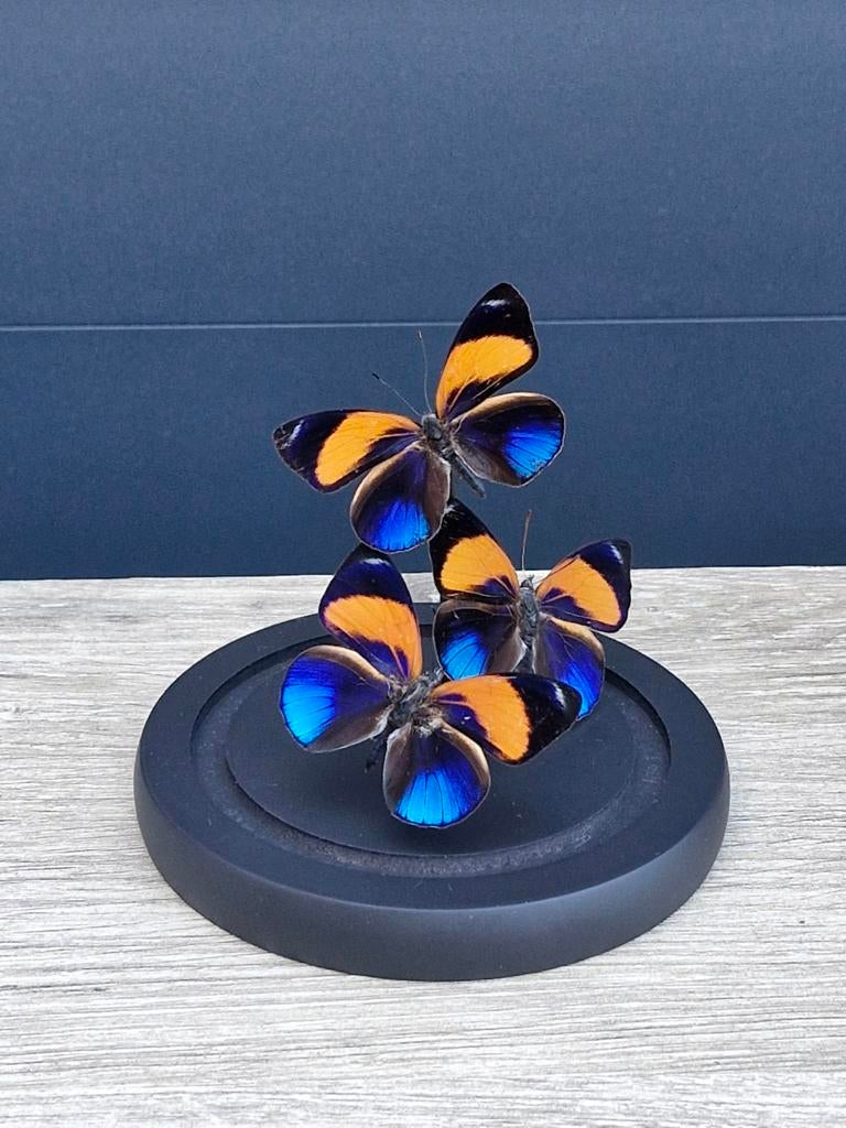 Opgezette Vlinders in Glazen Stolp, Ophalen of Verzenden, Insect, Opgezet dier