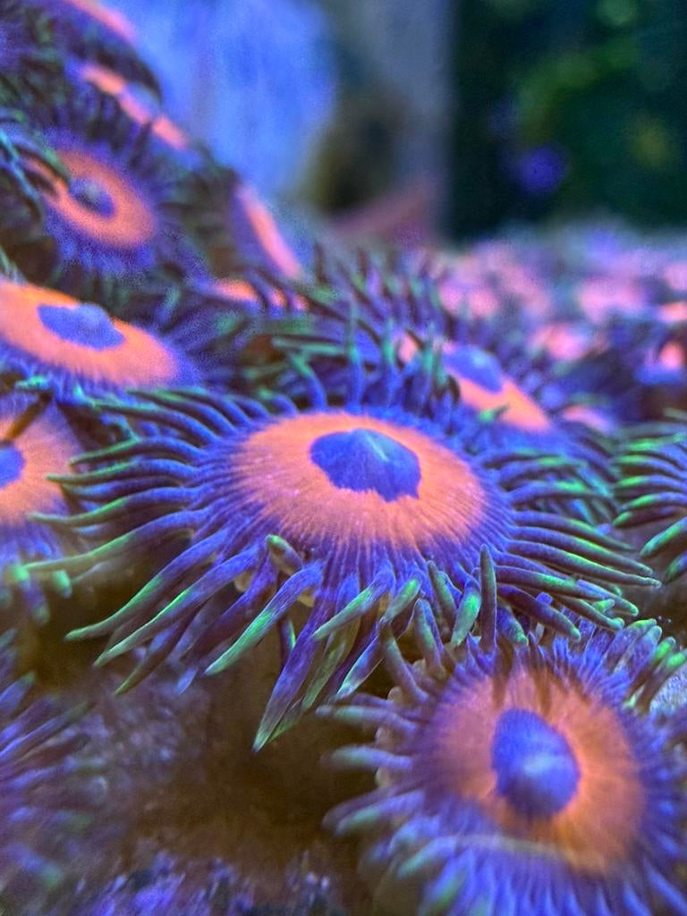 Zoanthus watermelon, Overige typen, Zoutwatervis