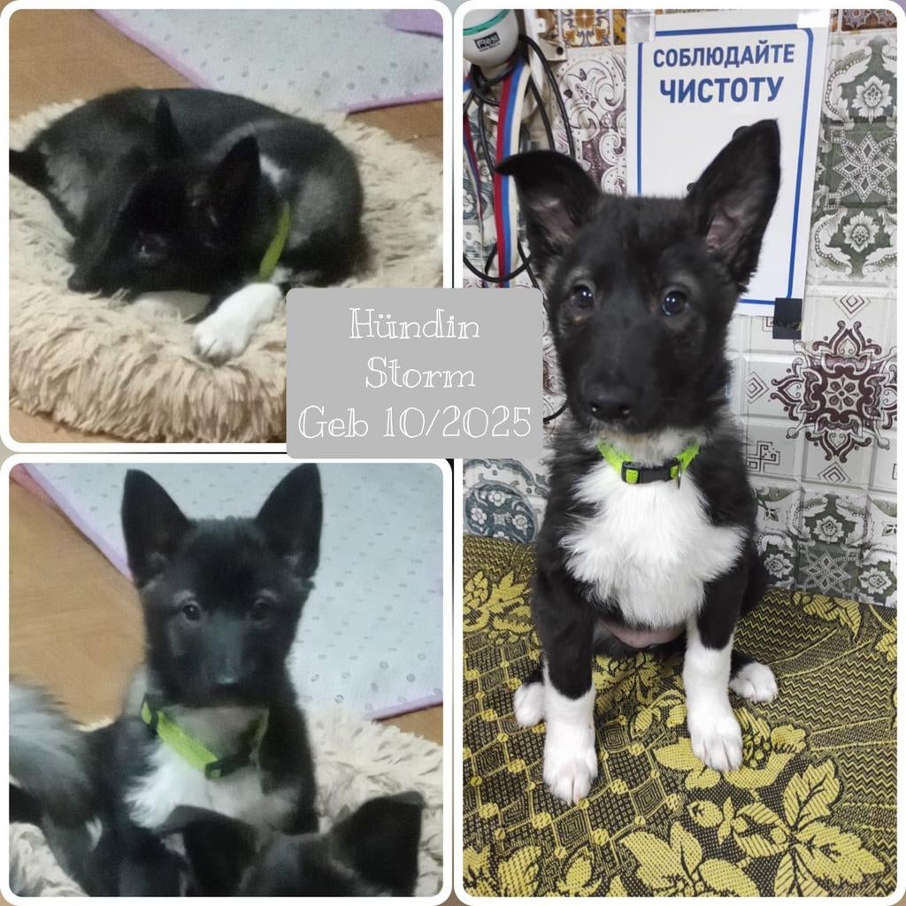 Pups zoeken een thuis, asielhondje, Particulier, 15 weken tot 1 jaar, Overige rassen, Buitenland