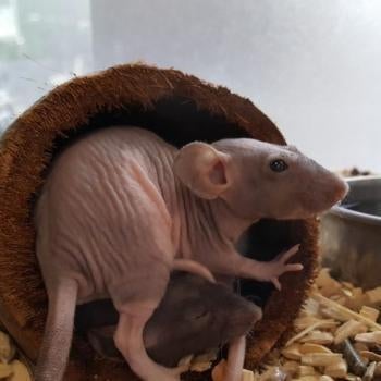 Ratten te koop, November, Meerdere dieren, Rat