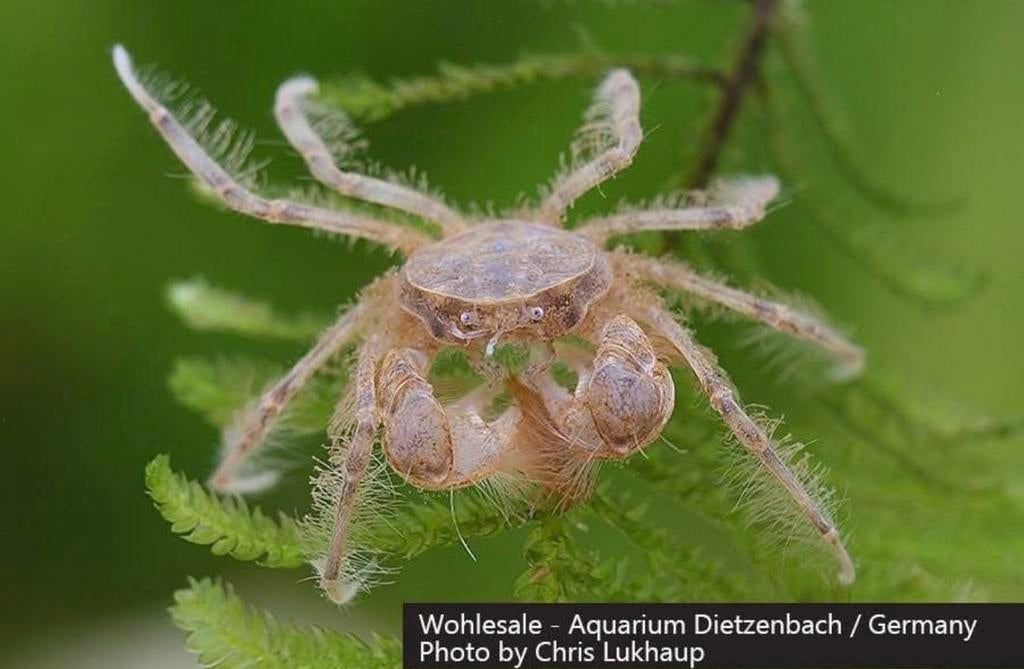 Pre order: Limnopilos naiyanetri “Microspider” krabben krab, Dieren en Toebehoren, Vissen | Aquariumvissen, Zoetwatervis, Kreeft, Krab of Garnaal