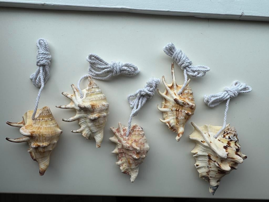 5 schelpen aan koord, Ophalen of Verzenden, Zo goed als nieuw