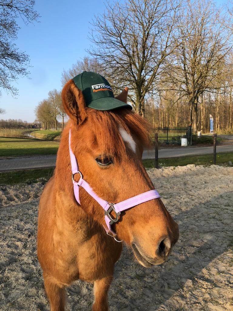 Stalhulp aangeboden, Ophalen of Verzenden, Nieuw