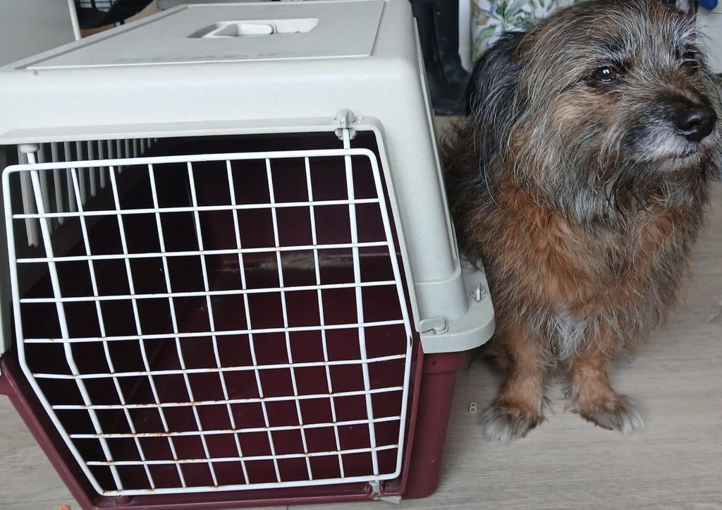 Honden reis bench, Ophalen of Verzenden