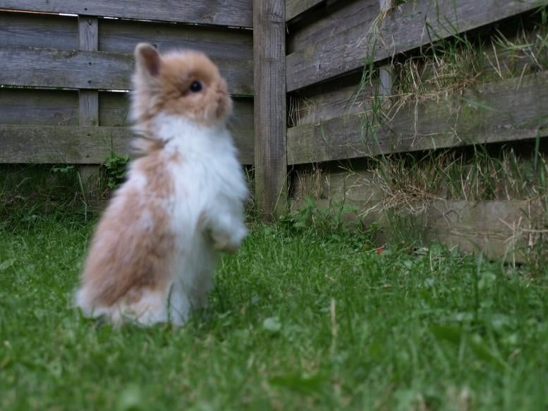 Jonge konijntjes dwergjes hangoor voskonijn, Dieren en Toebehoren, Konijnen, Meerdere dieren, Dwerg, Hangoor