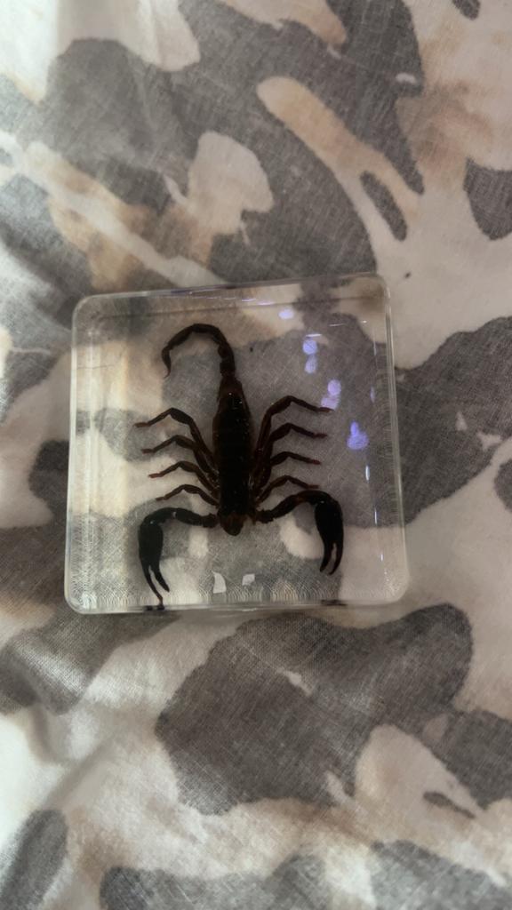 Opgezette Schorpioen in Hars - Hoge Kwaliteit, Verzenden, Nieuw, Insect, Opgezet dier