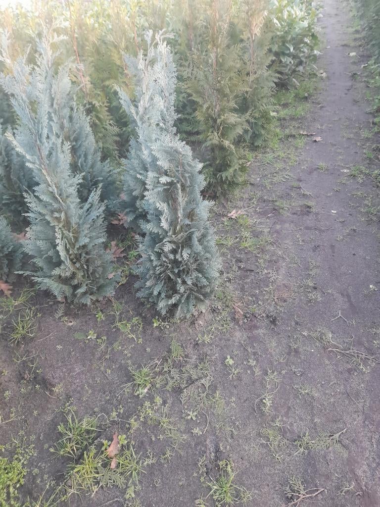 coniferen, Tuin en Terras, Ophalen of Verzenden, Tweejarig, Volle zon