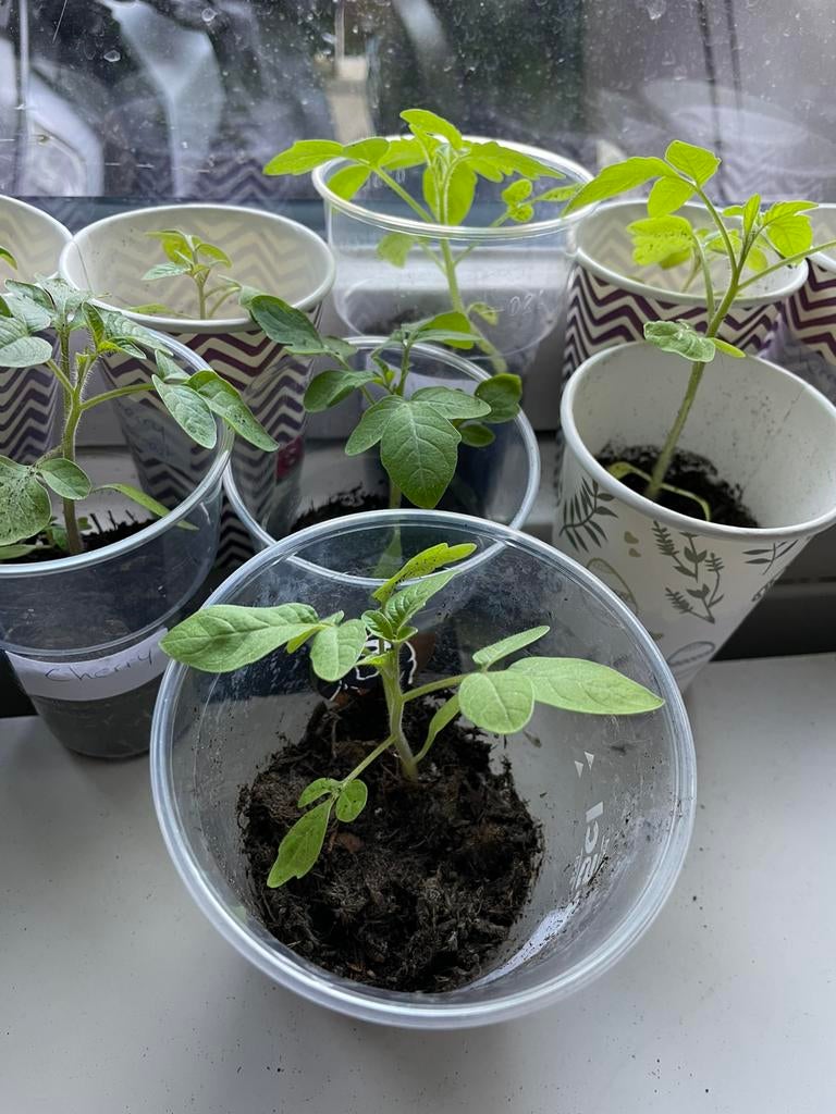 Cherry tomaat plantjes biologisch, Ophalen, Volle zon, Groenteplanten, Eenjarig