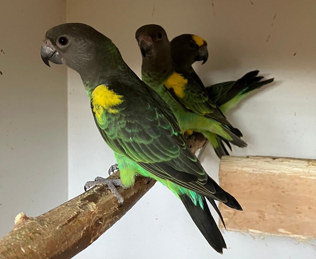 2-2 Poicephalus Meyeri Saturatus 2025-2026, Dieren en Toebehoren, Vogels | Parkieten en Papegaaien, Meerdere dieren, Papegaai