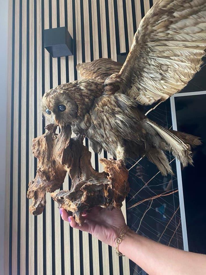 Opgezette bosuil op een stuk hout, Verzamelen, Ophalen, Gebruikt