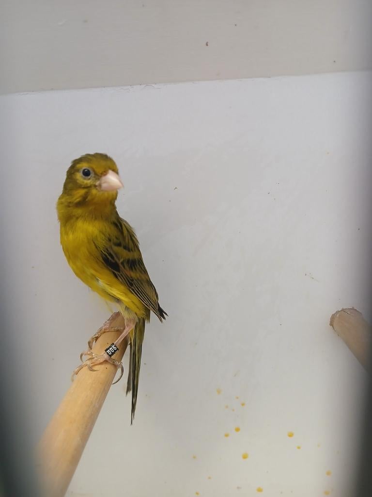 Mooie raza man, Mannelijk, Geringd