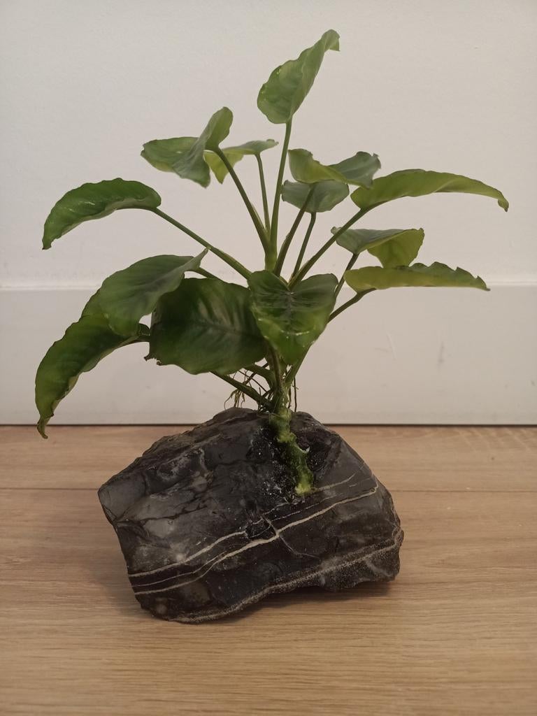 Anubias op rots, Ophalen, Plant(en), Steen of Hout