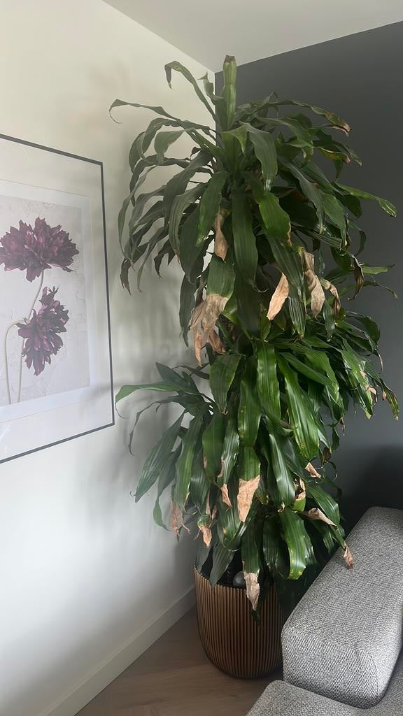 Mooie plant, Ophalen, Halfschaduw