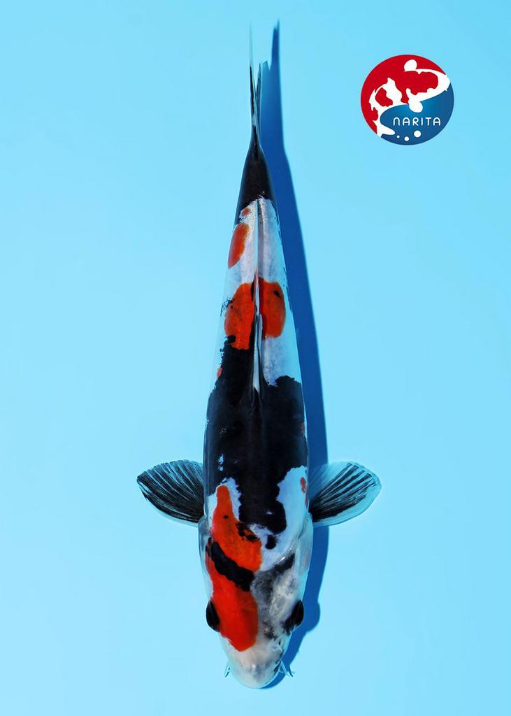 Kibi Doitsu Showa, Karper of Koi