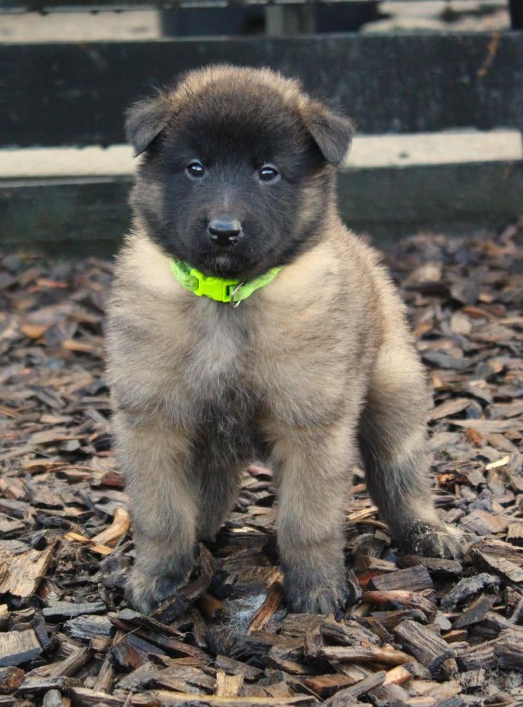 Tervuurse herder pup, België, Fokker | Hobbymatig, 8 tot 15 weken, Parvo