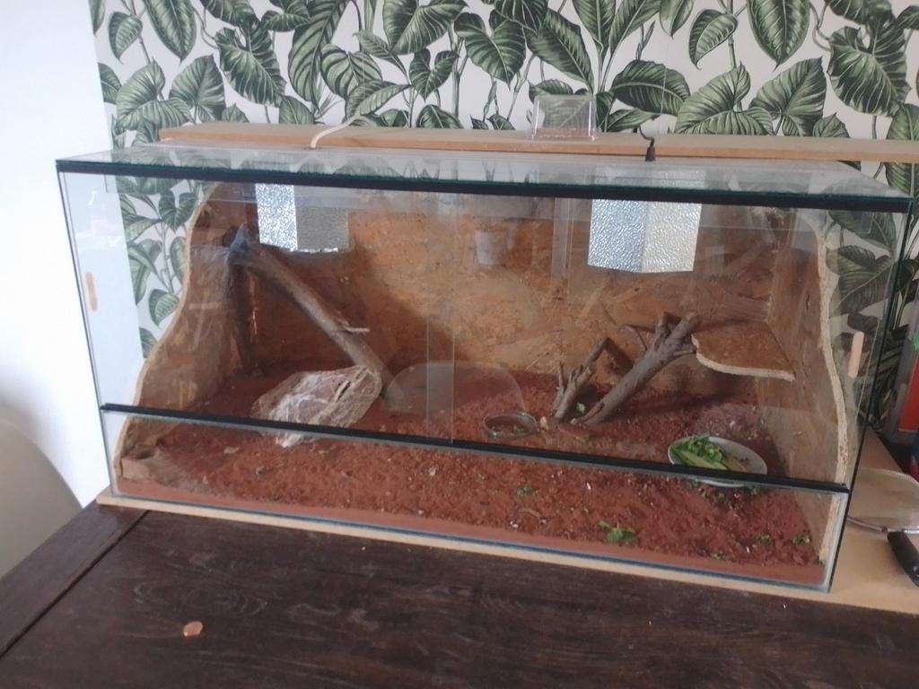 Terrarium comp  met baardagaam jong 6 maanden oud Bearded Dragon - unknown for sale from nick