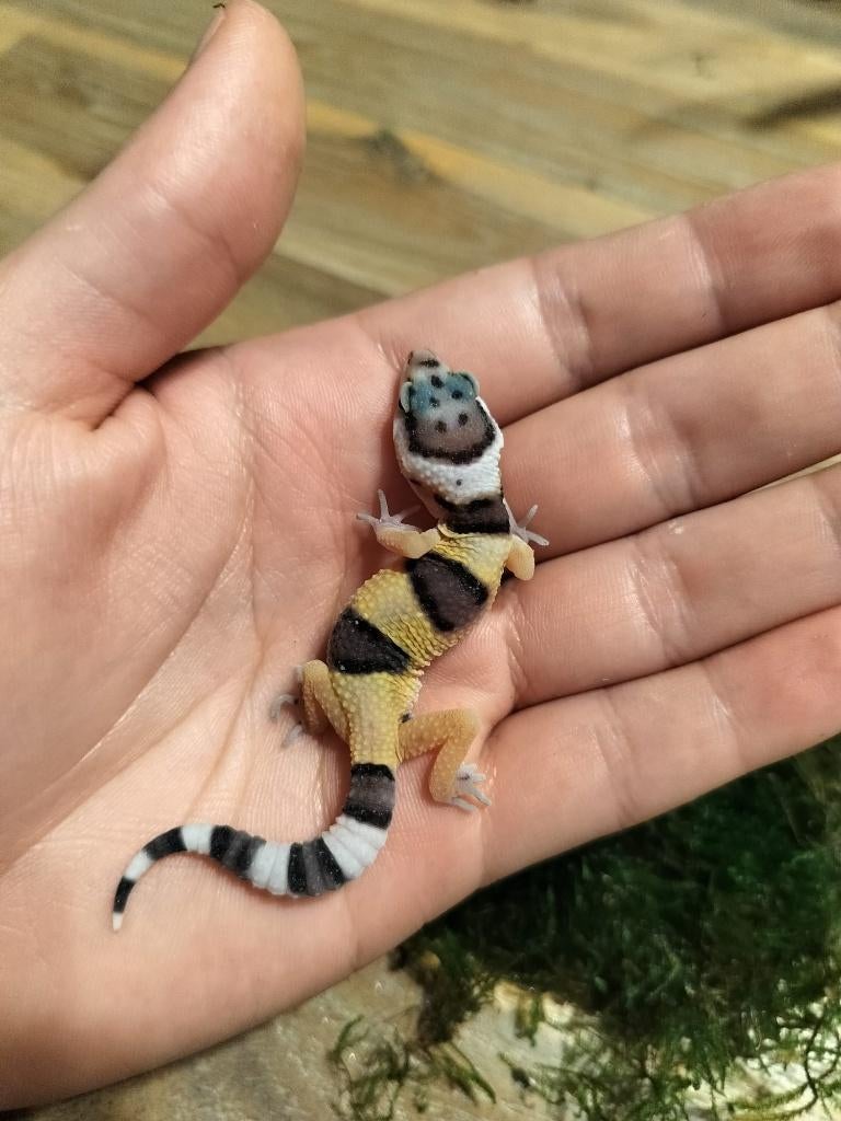 Jonge/ baby luipaardgekko, Dieren en Toebehoren, Hagedis, 0 tot 2 jaar