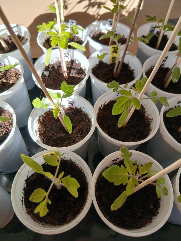 Biologische Plum Tomaat Plantjes - Eigen Kweek, Tuin en Terras, Planten | Tuinplanten, Ophalen, Volle zon, Groenteplanten, Eenjarig