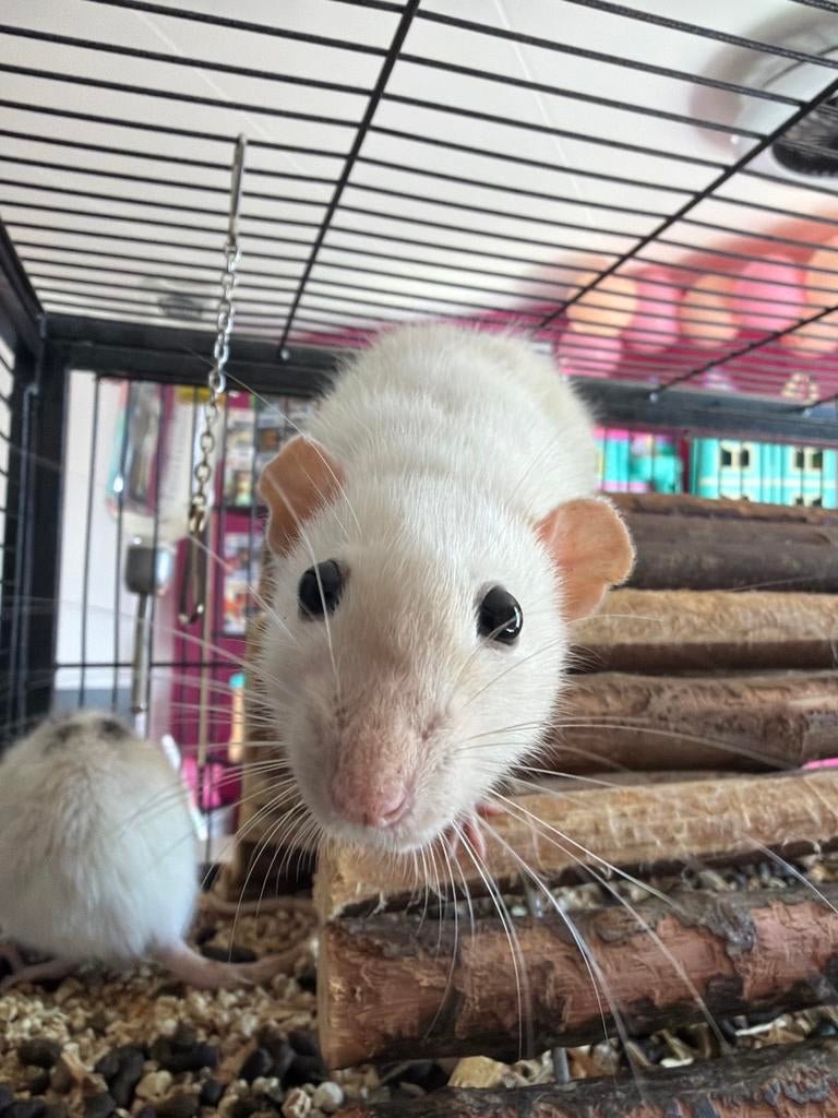 4 tamme ratjes meisjes zoeken nieuw huisje, Rat, Juli, Vrouwelijk, Tam