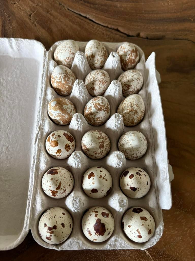 Broedeieren Californische Kuifkwartel, Dieren en Toebehoren, Geslacht onbekend