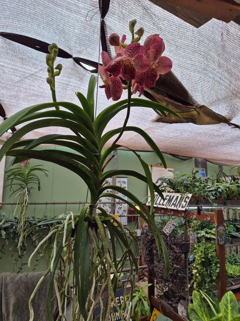 Orchidee Vanda Leopard Coral Motherplant XL (2), Huis en Inrichting, Kamerplanten, Minder dan 100 cm, Halfschaduw, Ophalen of Verzenden