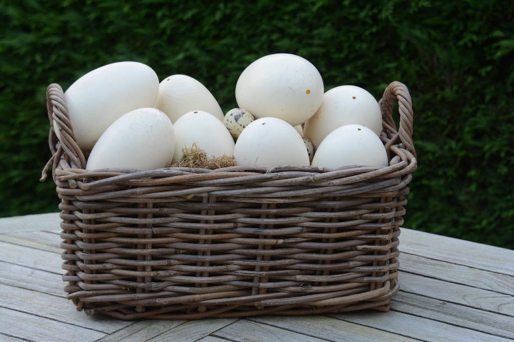emu eieren voor de sier [etalage] €15, Ophalen of Verzenden