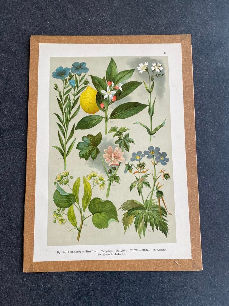 Vele prenten bomen/varens 20x29 cm uitzoek 5 euro pst, Antiek en Kunst, Ophalen of Verzenden, Natuur en Biologie