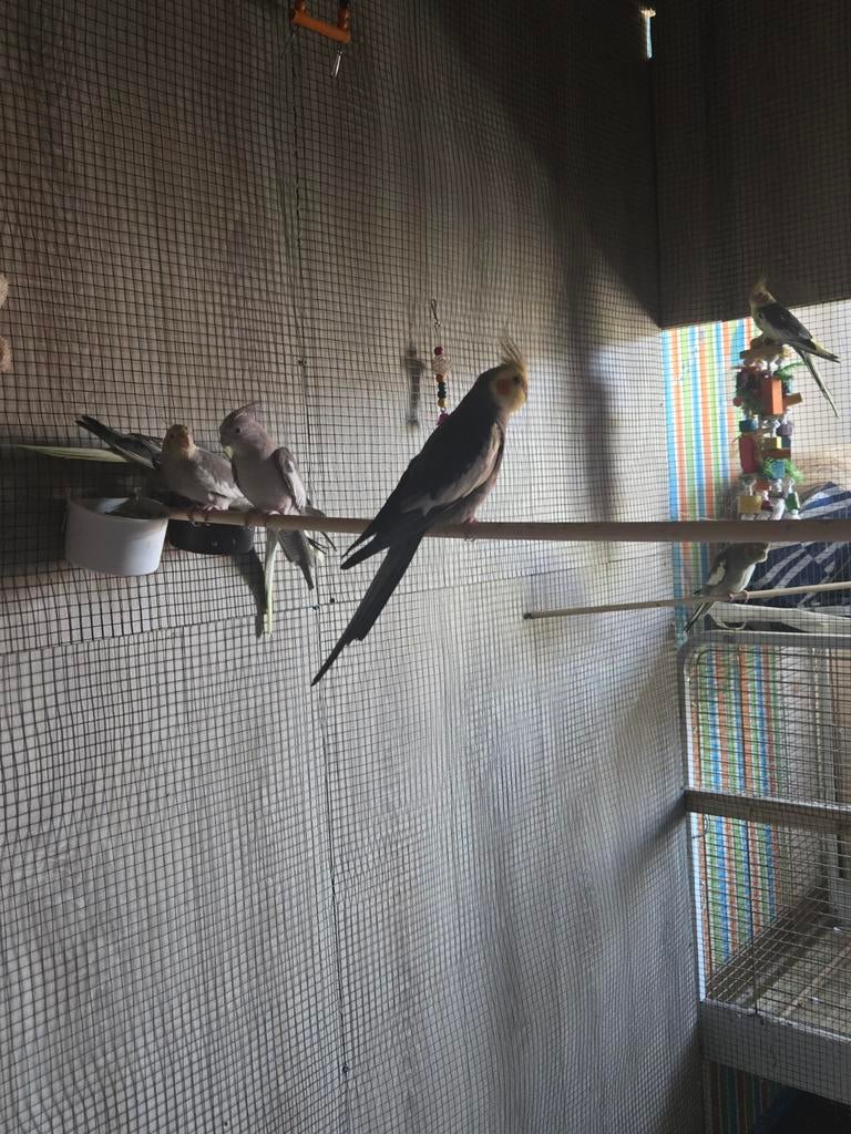 Valkparkieten 7 stuks, Dieren en Toebehoren, Vogels | Parkieten en Papegaaien, Parkiet, Meerdere dieren