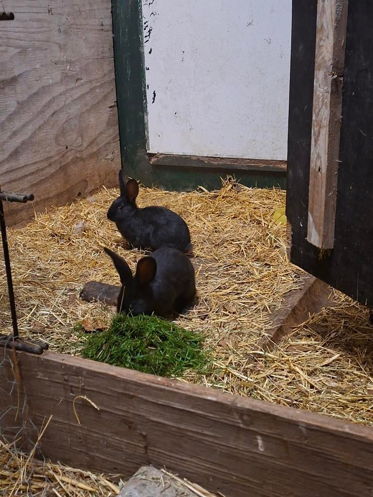Jonge lotharingers vrouwelijk, Dieren en Toebehoren, Konijnen, Vrouwelijk, Groot
