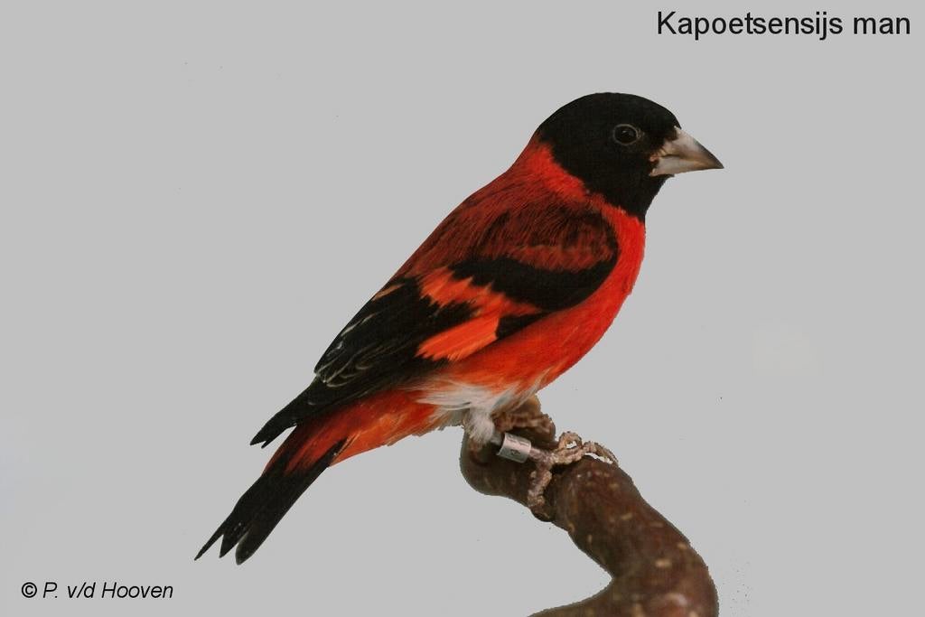 Gezocht Kapoetsensijs man, Dieren en Toebehoren, Mannelijk