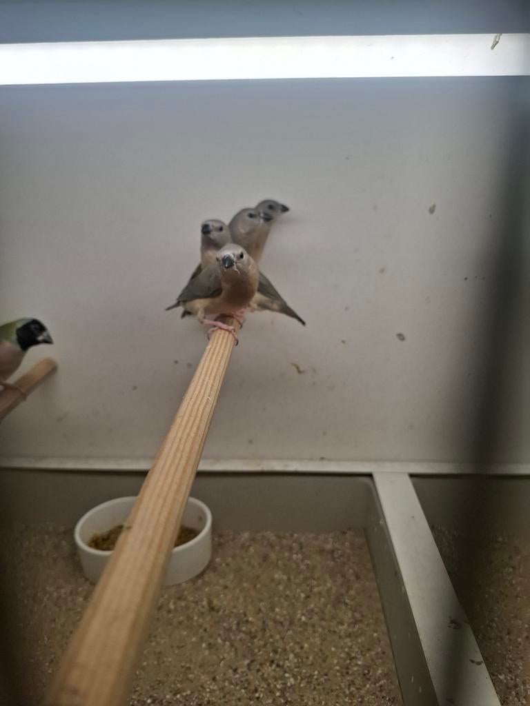 Jonge blauw gouldamadines, Meerdere dieren, Tropenvogel