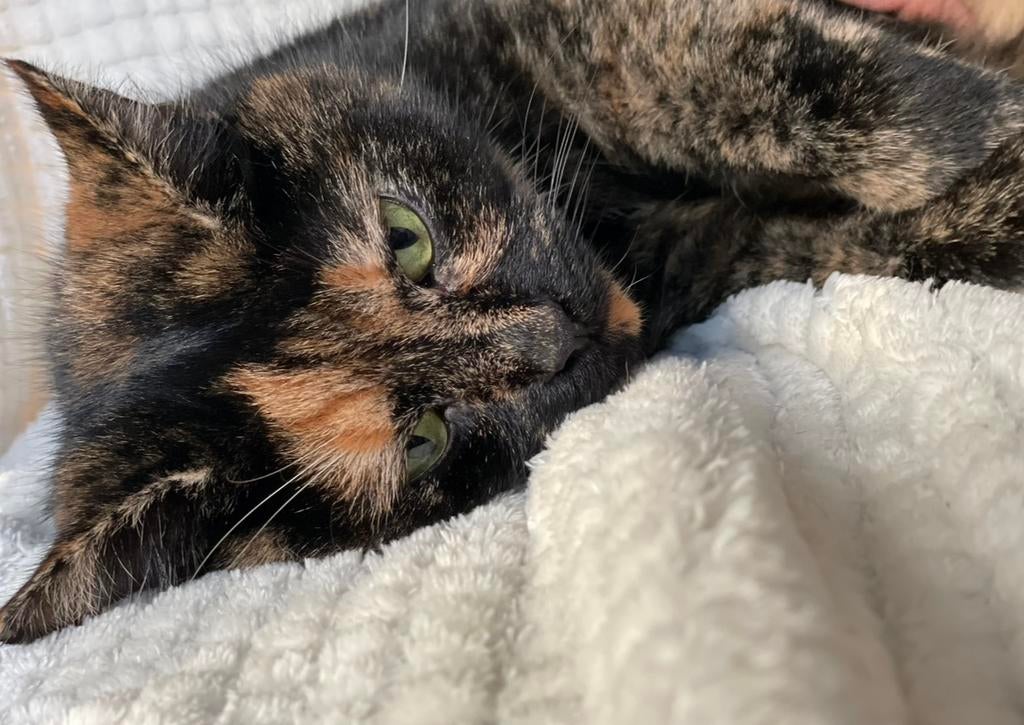 Herplaatsing/herplaatser volwassen lieve kat poes Milou, Poes