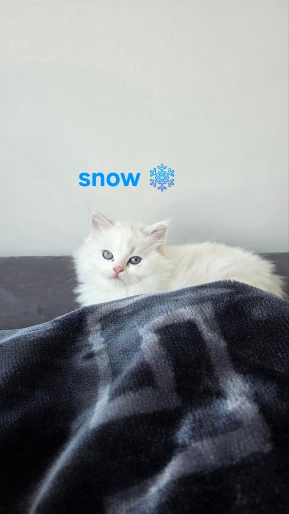 Britse langhaar kat met cadeautjes, Dieren en Toebehoren, Katten en Kittens | Raskatten | Korthaar, Kater, Met stamboom, 0 tot 2 jaar