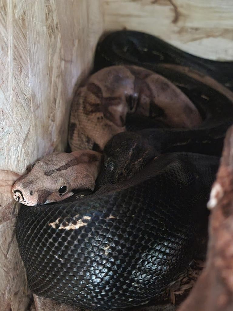 0.1 hypo jungle het kahl boa constrictor (mogelijk zwanger) Boa Constrictor - female for sale from Rocking Reptiles