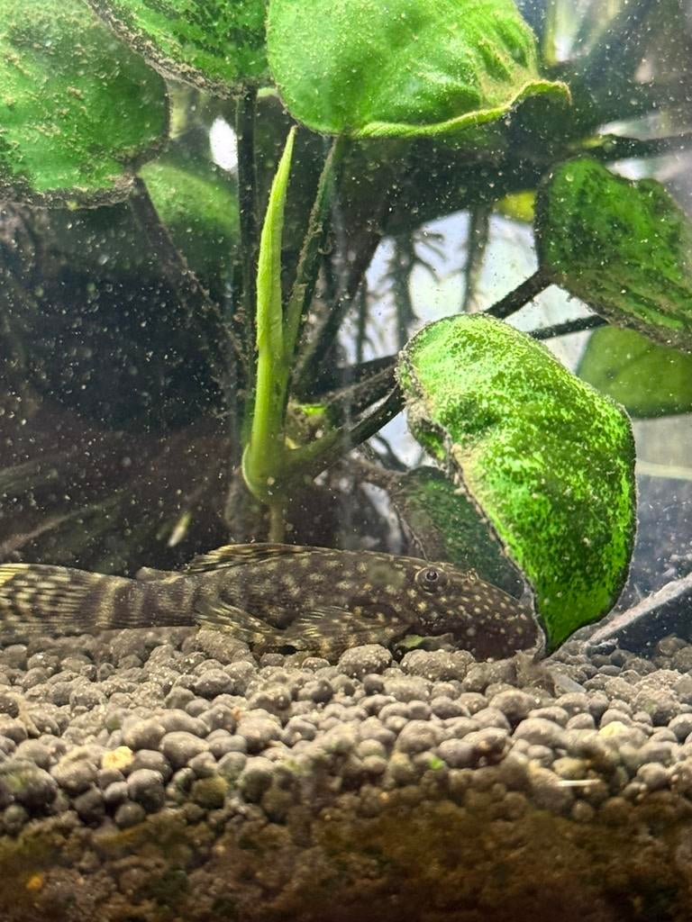 4 Gratis Borstelneusen (Ancistrus dolichopterus), Dieren en Toebehoren, Vissen | Aquariumvissen, Vis