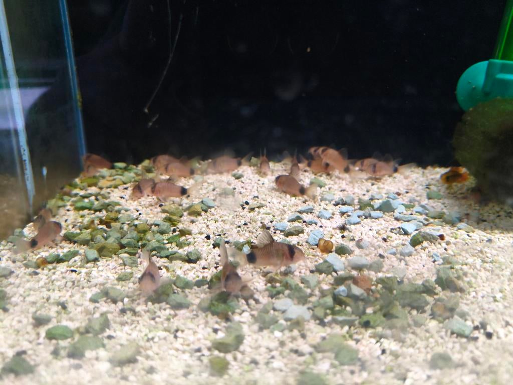 Corydoras panda per stuk € 5.50, Dieren en Toebehoren, Vissen | Aquariumvissen, Vis, Zoetwatervis, Schoolvis