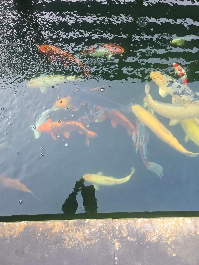 Te Koop complete koivijver, Ophalen, Gebruikt, Overige typen