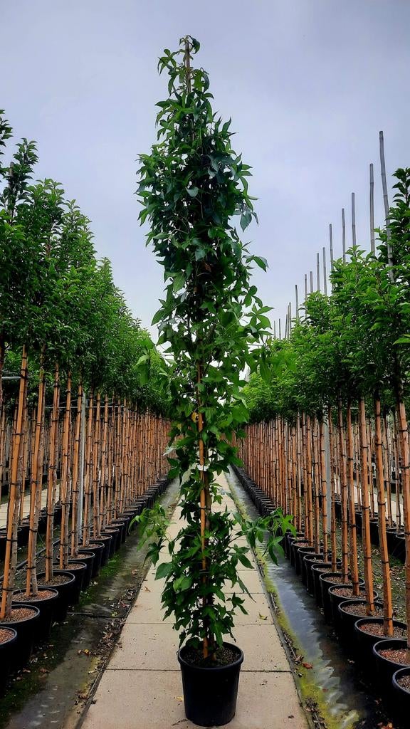 Liquidambar Slender Silhouette🌿🍁 zuil Amberboom, Tuin en Terras, Planten | Bomen, Ophalen, Volle zon, Overige soorten