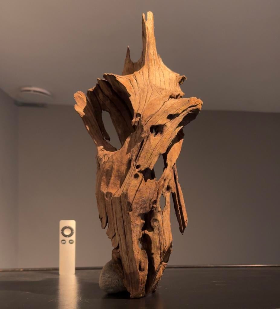 Uniek stuk Kienhout / Driftwood / Spiderwood, Hout Decoratie, Ophalen of Verzenden, Zo goed als nieuw, Plant(en), Steen of Hout
