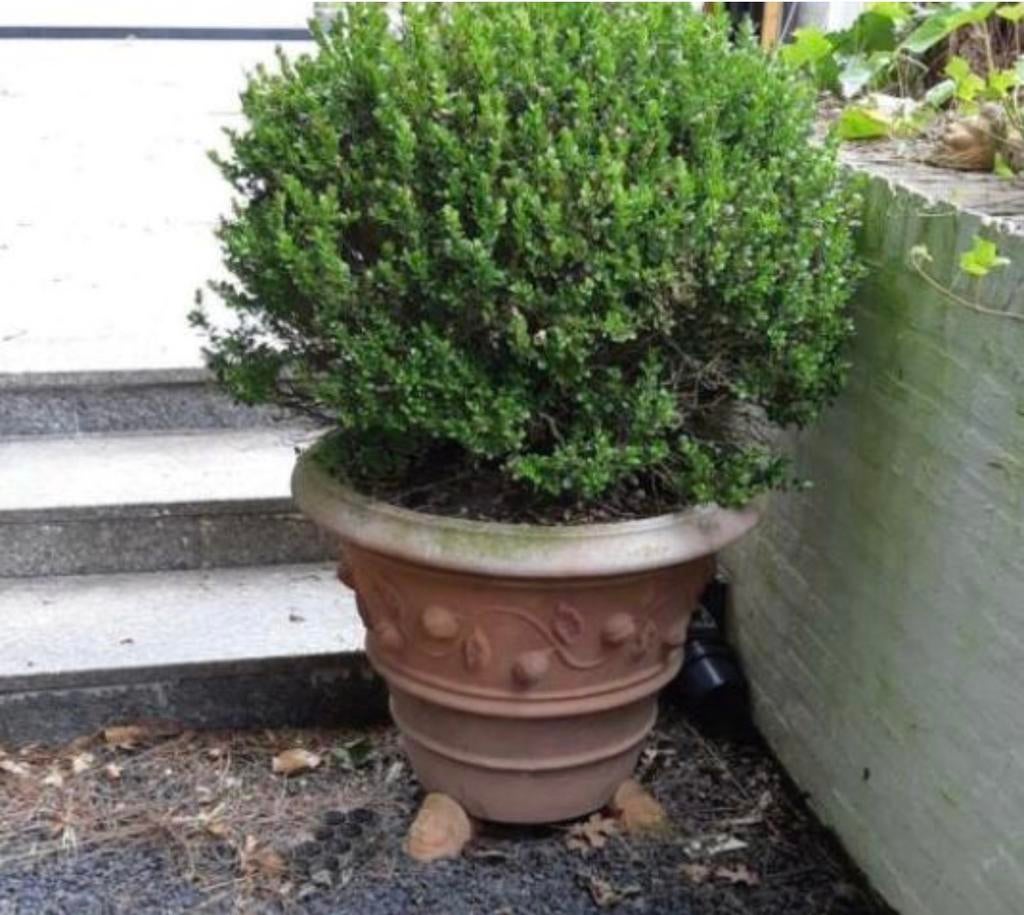 Grote oude Toscaanse terracotta bloempot 72cm, Tuin en Terras, Bloempotten, 40 cm of meer, Rond, Ophalen of Verzenden, Zo goed als nieuw