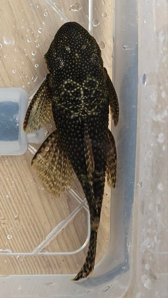 Ancistrus borstelneus, Vis