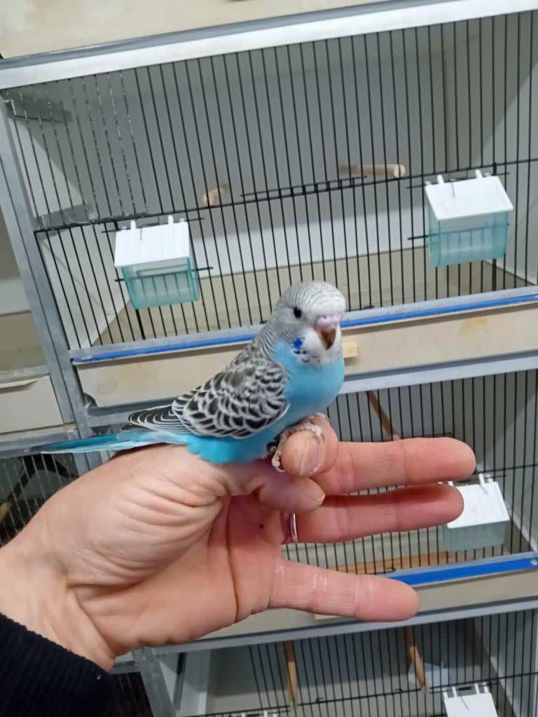 Jonge grasparkiet, Dieren en Toebehoren, Vogels | Parkieten en Papegaaien, Geslacht onbekend, Parkiet, Tam