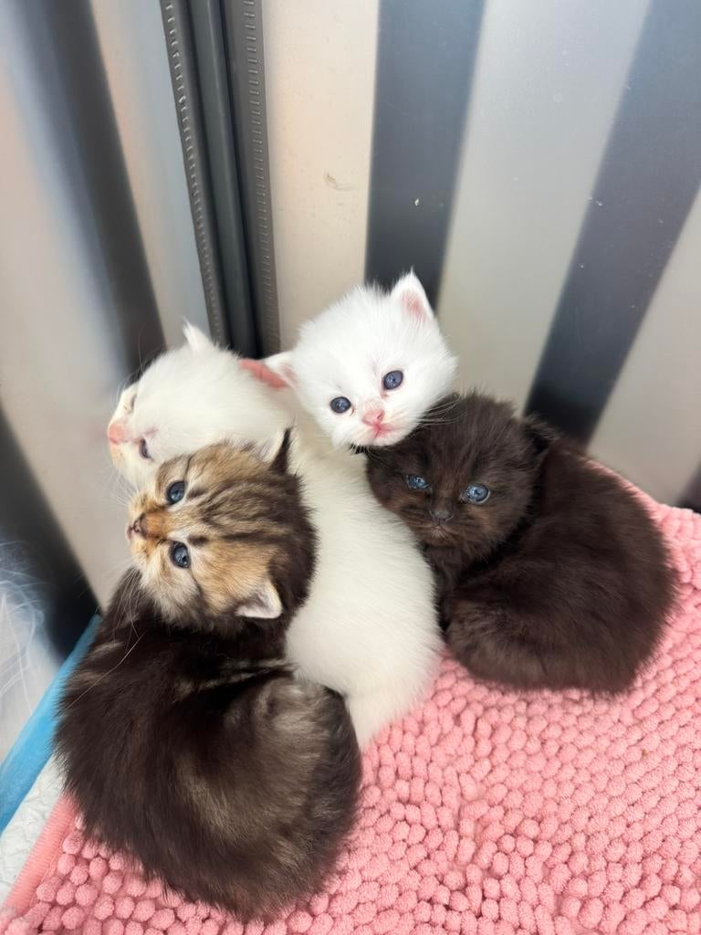 Britse langhaar x Heilige Birmaan, Meerdere dieren, Gechipt, 0 tot 2 jaar