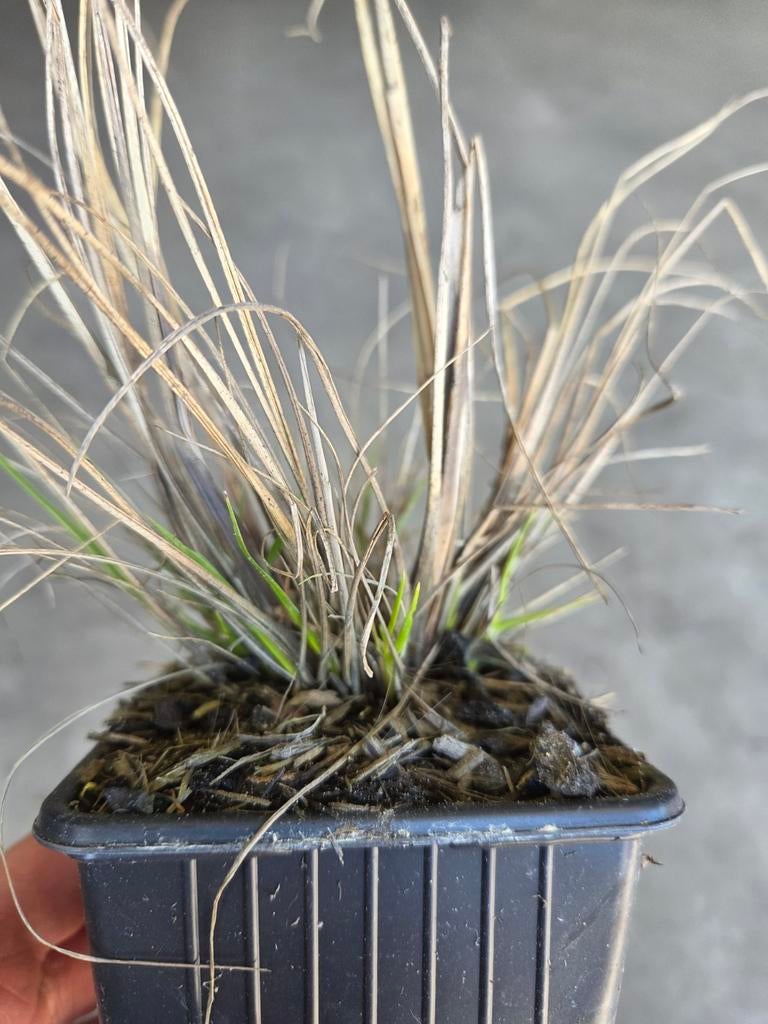 Pennisetum ‘Hameln’ – Siergras (P9) Lampenpoetser, Tuin en Terras, Planten | Tuinplanten, Ophalen, Vaste plant, Siergrassen, Halfschaduw
